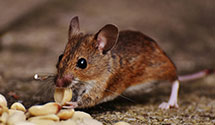 24 Hour & Emergency Exterminators in Altadena, CA